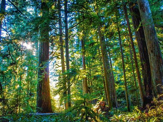 Forestry