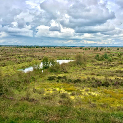 The Estates peat bog on the border of Shropshire and Wrexham which is home to 18 species of bog moss