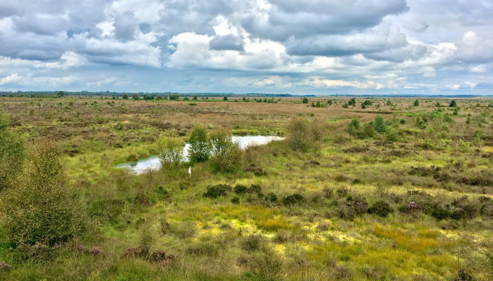 The Estates peat bog on the border of Shropshire and Wrexham which is home to 18 species of bog moss