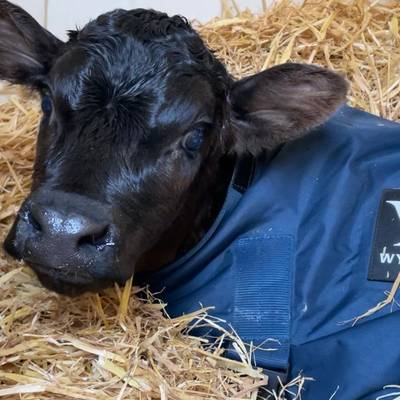 A Barnston Estate newly born calf