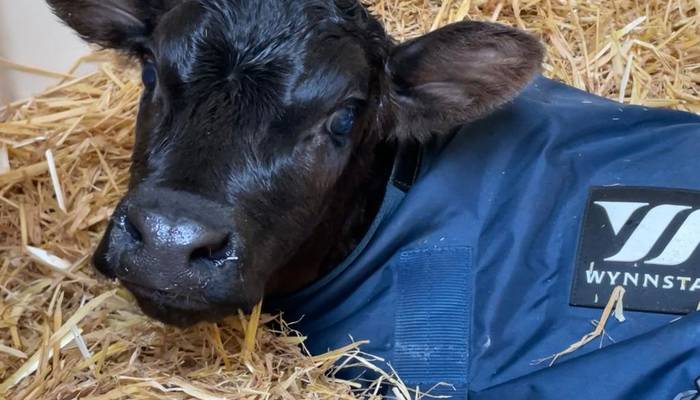 A Barnston Estate newly born calf